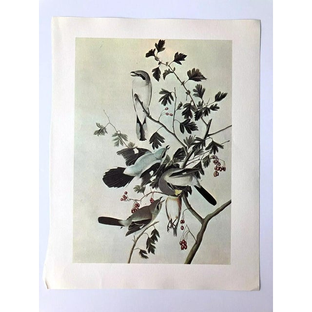 Up for sale is this vintage print of an Audubon watercolor, those paintings that were first published as lithographs in...