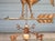 Copper Weather Vane with Rooster Wind Ornament For Sale - Image 5 of 10