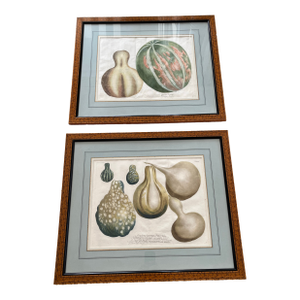 Pair (2) Matted and Framed Botanical Engravings of Gourds
