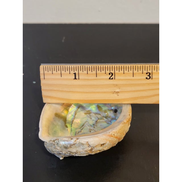 Shell Natural Abalone Shell Collection, Set 3 For Sale - Image 7 of 9