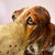 1960s Vintage Mid-Century Extra Large Basset Hound Sculpture For Sale - Image 5 of 12
