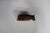 Black Forest Carved Wooden Bear Figurine For Sale In Philadelphia - Image 6 of 10