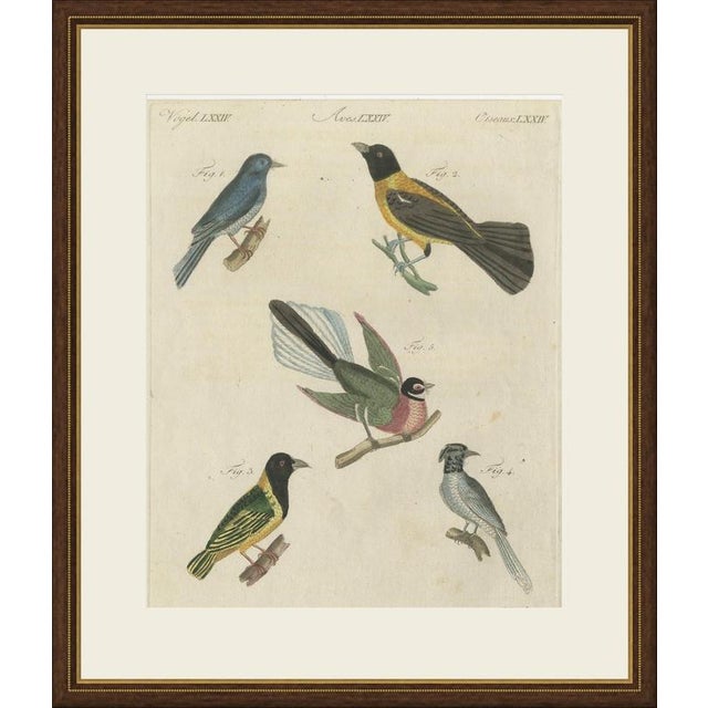 This antique bird print from the Vienna edition of Bertuch's Bilderbuch shows five colourful exotic birds, an original...