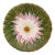French Majolica Daisy Plate Orchies, Circa 1890 For Sale