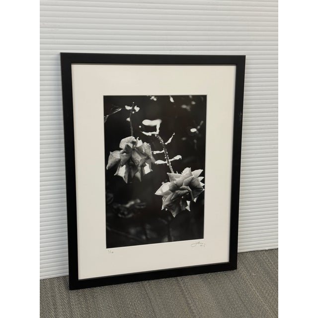 Paper Jess Johnston Dozen Roses XI Black & White Photograph Edition 1/10, Framed. For Sale - Image 7 of 12