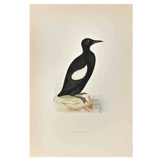 Alexander Francis Lydon, Black Giullemot, Woodcut Print, 1870 For Sale
