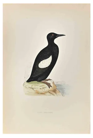 Alexander Francis Lydon, Black Giullemot, Woodcut Print, 1870