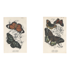 1896-97 Set of 2 Antique Butterfly Botanical Chromolithographs