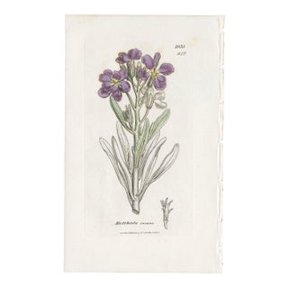 Antique Hand-Colored Botanical Print by the Sowerby Family — English Botany Series (C. 19th Century) L For Sale
