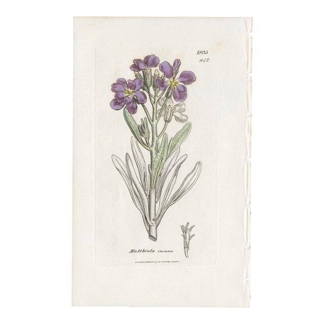 Antique Hand-Colored Botanical Print by the Sowerby Family — English Botany Series (C. 19th Century) L For Sale