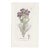 Antique Hand-Colored Botanical Print by the Sowerby Family — English Botany Series (C. 19th Century) L For Sale