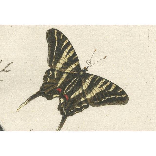 Seligmann, Long-Tailed Black-Headed Hummingbird and Butterfly, 1770, Engraving on Paper For Sale - Image 5 of 7
