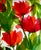 Contemporary Giclee Fine Art Print of the Watercolor Painting ‘Tissue Poppies’ For Sale - Image 3 of 4