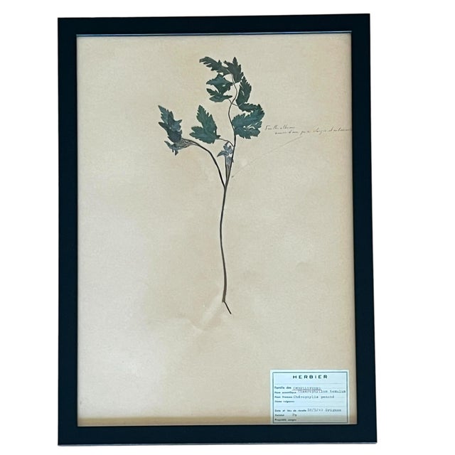 1965 French Herbarium Botanical Specimens – Set of 9 Custom Framed Pressed Botanicals For Sale - Image 6 of 17