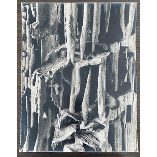 Andreas Feininger, American Photographer Nature Silver Gelatin Vintage Print For Sale