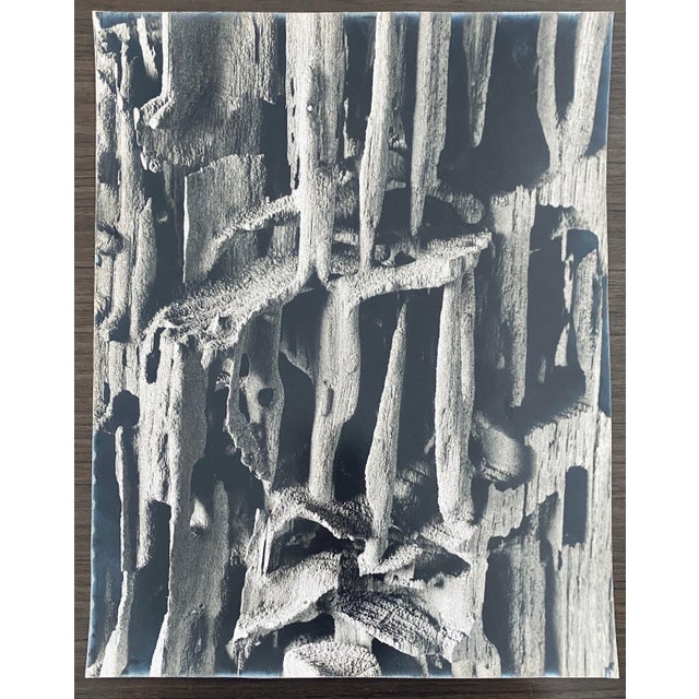 Andreas Feininger, American Photographer Nature Silver Gelatin Vintage Print For Sale