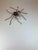 Mid-Century Modern Spider Wall Lamp, 1960s For Sale - Image 9 of 18
