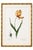 Paper Didier's Tulip by Redouté, Vintage Botanical Art Print, 24" X 36" For Sale - Image 7 of 12
