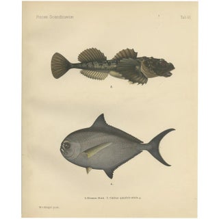 Rays Bream and Fourhorn Sculpin, Scandinavian Fish, Lithograph, 1895 For Sale
