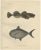 Rays Bream and Fourhorn Sculpin, Scandinavian Fish, Lithograph, 1895 For Sale