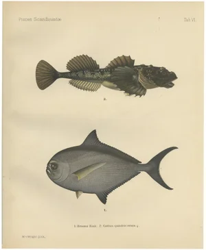 Rays Bream and Fourhorn Sculpin, Scandinavian Fish, Lithograph, 1895