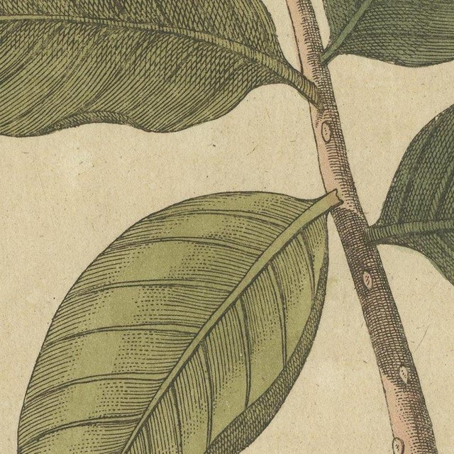 Beige Bertuch, Cashew Apple and Nut with Acacia, 1805, Print For Sale - Image 8 of 12