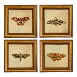 Set of 4 Vintage Style Moth Prints, Framed