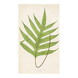 1870s, Termial Polypody Fern Print, Original Antique Fern Print, Color Engraving, England For Sale