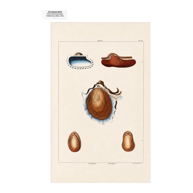 Arca Oyster Shells Original Print by Perry, 1810 For Sale