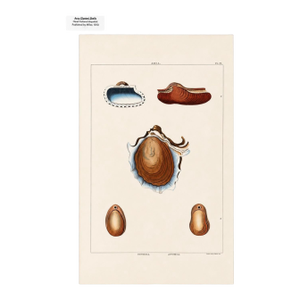 Arca Oyster Shells Original Print by Perry, 1810