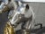 Gold Brass and Silver Cast Iron Horse Equestrian Andirons - a Pair For Sale - Image 10 of 13