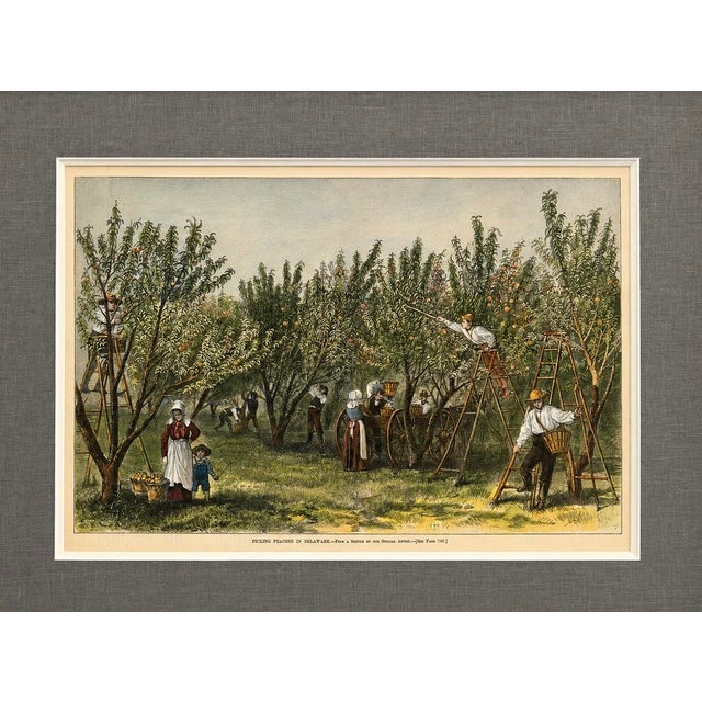 Illustration Peach Picking, Delaware Orchard - Hand-Colored Original Print, Framed (Dated 1878) For Sale - Image 3 of 5