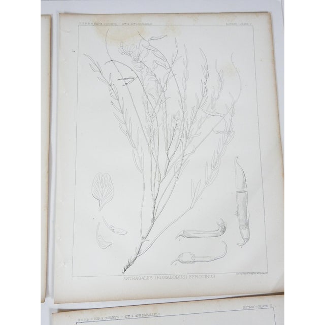 Paper Mid 19th Century Us Pacifc Railroad Botanical Lithograph Book Plate - Set of 6 For Sale - Image 7 of 10