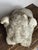 Antique Reclining Lion Sculpture on Base in Carved Stone, 1890s For Sale - Image 12 of 18