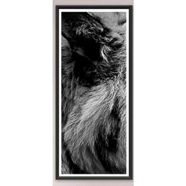 Framed Trowbridge “Tiger” Photo Triptych by Jamie Thorn, limited edition giclees on white cotton rag watercolor paper,...