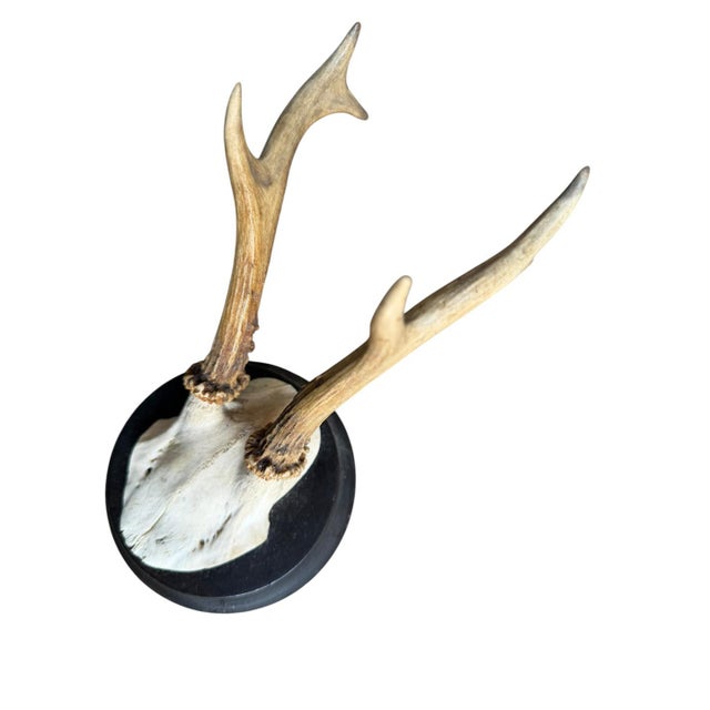 Roe Deer Trophy 207 Black Forest Antlers For Sale - Image 4 of 5