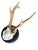 Roe Deer Trophy 207 Black Forest Antlers For Sale - Image 4 of 5