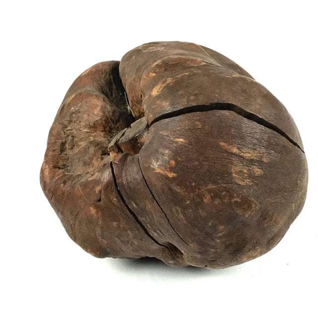 Wood Vintage African Blackwood Root Bulb For Sale - Image 7 of 9