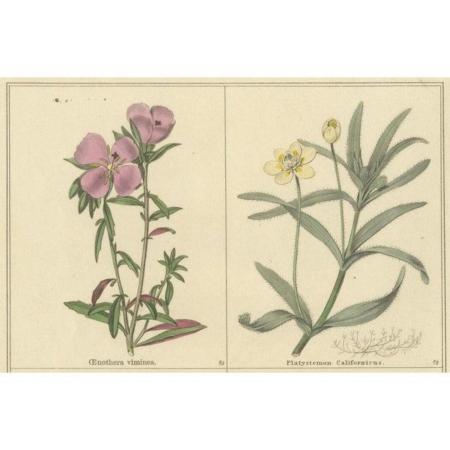 B. Maund, Botanical Illustrations, Hand-Colored Prints, 1836, Set of 2 For Sale - Image 5 of 10