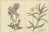 B. Maund, Botanical Illustrations, Hand-Colored Prints, 1836, Set of 2 For Sale - Image 5 of 10