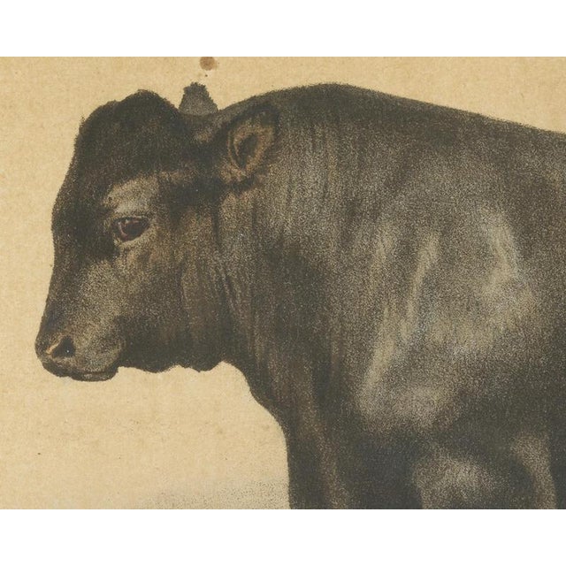 Olivier De Penne, Angus Bull, Scottish Cattle, 1863, Chromolithograph For Sale - Image 4 of 9