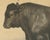 Olivier De Penne, Angus Bull, Scottish Cattle, 1863, Chromolithograph For Sale - Image 4 of 9
