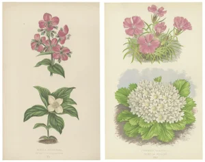 Bell, Alpine Botanical Illustrations of Glacier Pink and Snow Primrose, 1874, Prints, Set of 2