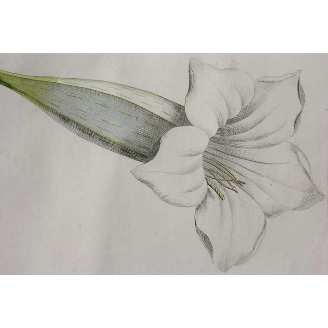 Traditional Framed Botanicals Of Flowers By Hendrik Schwegman - Set of 3 For Sale - Image 3 of 6