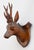 Black Forest Pair of Antique Black Forest Carved Deer Head Trophy Plaques, Circa 1900 For Sale - Image 4 of 7
