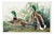 Mallard Duck, Vintage Art Print Reproduction From Birds of America by John James Audubon, 48″ × 32″ For Sale