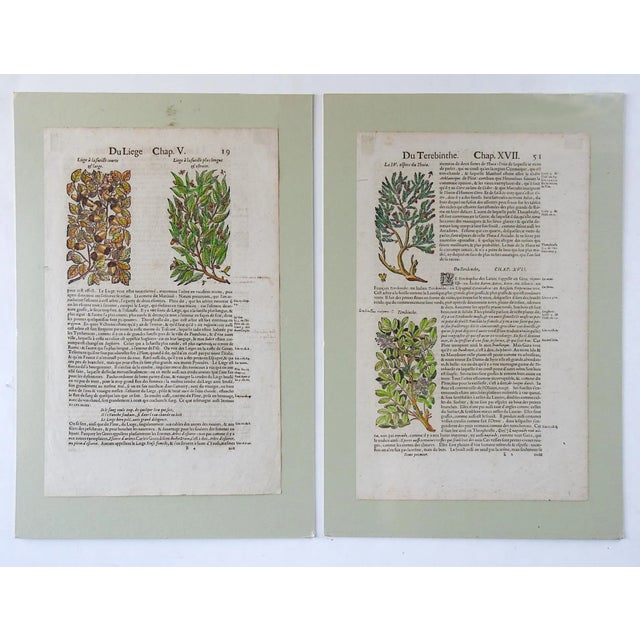 1653 Gerard Herbal Hand Colored Botanical Woodcuts Oak Acorns - a Pair For Sale In San Antonio - Image 6 of 6