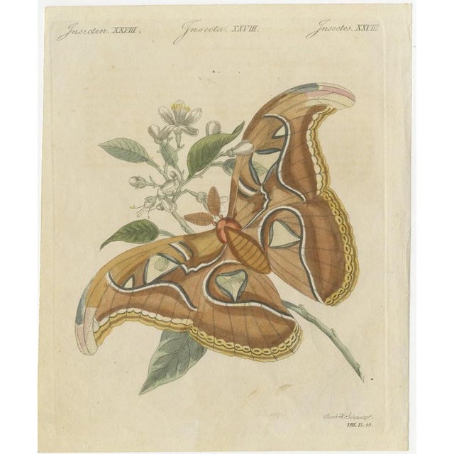 Bertuch, Atlas Moth on a Flowering Branch, 1805, Print For Sale - Image 3 of 12