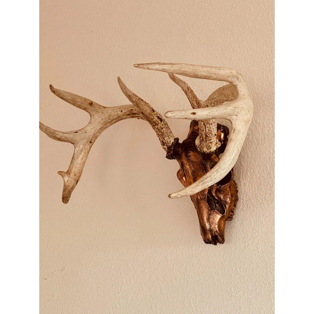 Authentic Real Copper coated Deer Skull with Black patina and lovely highlights. The copper is thick and durable and...