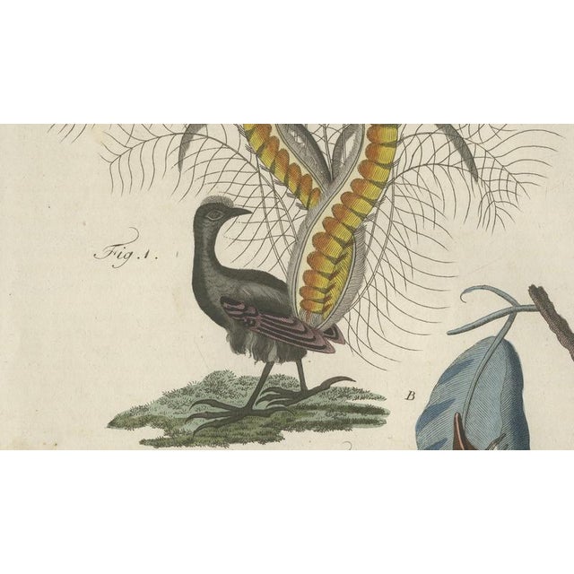 Copper Bertuch, Lyrebird & Tailorbird, 1797, Engraving For Sale - Image 8 of 9
